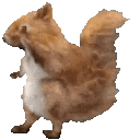 A squirrel dancing